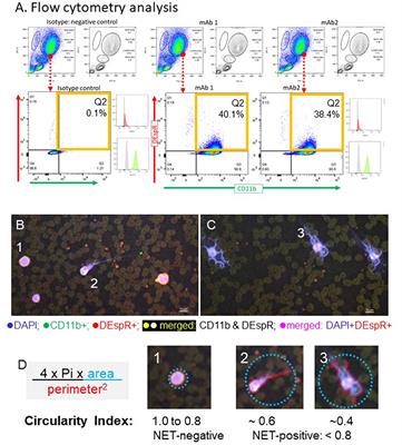 “Rogue” [DEspR+CD11b+] neutrophil subset correlates with severity in spontaneous intracerebral hemorrhage